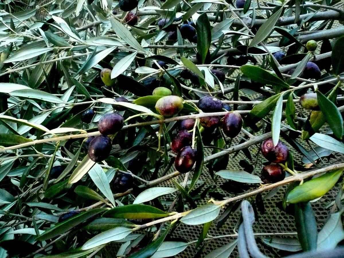 Poggio Magginga Διαμέρισμα Terricciola Εξωτερικό φωτογραφία