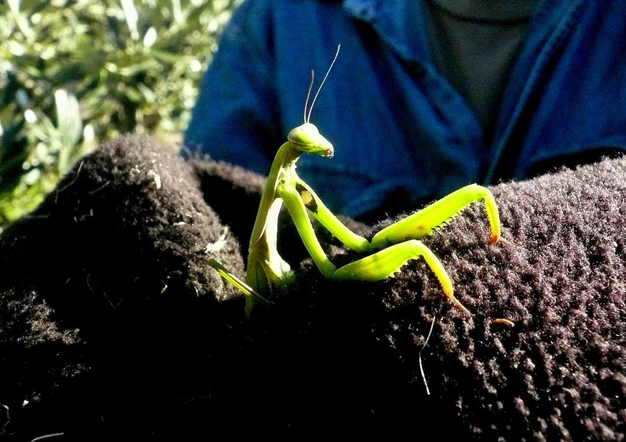 Poggio Magginga Διαμέρισμα Terricciola Εξωτερικό φωτογραφία