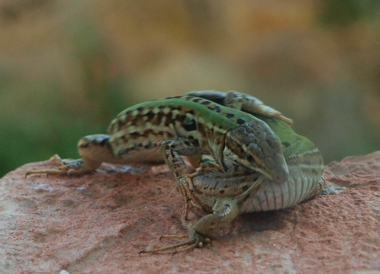 Poggio Magginga Διαμέρισμα Terricciola Εξωτερικό φωτογραφία